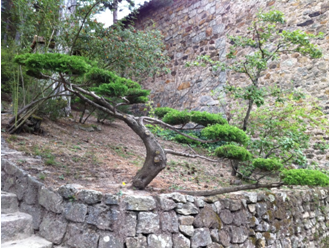 Mur de pierre avec arbres